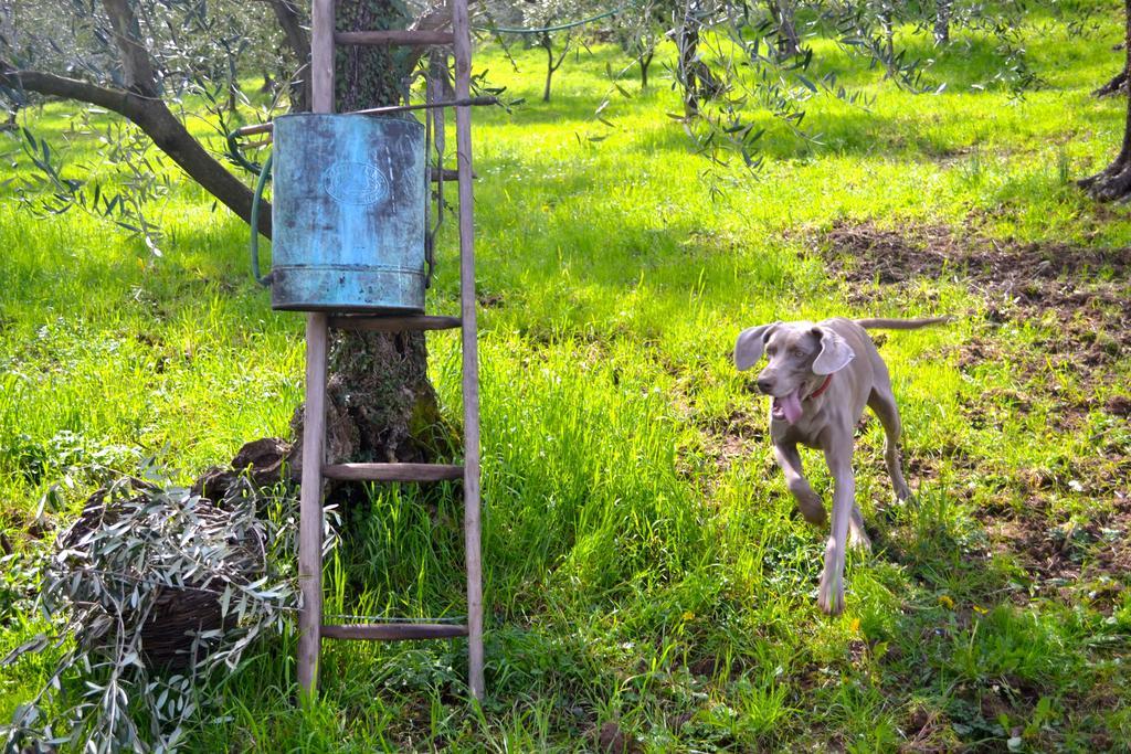 Monte A Pescia Villa Kültér fotó